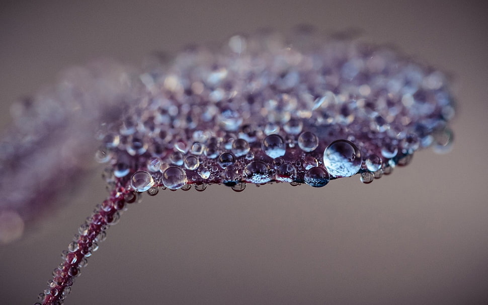 purple leaf with water drops HD wallpaper