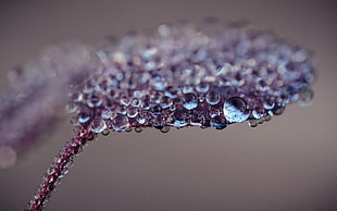 purple leaf with water drops