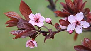 closeup photography of pink petaled flowers with brown leaf