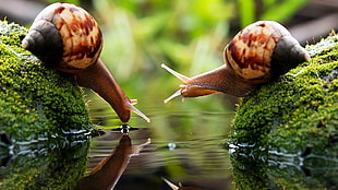 two brown snails on algae-covered stones