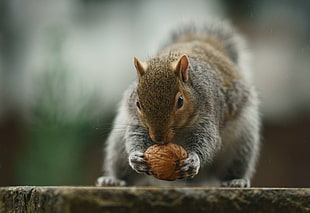 squirrel holding nut closeup photo