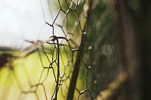 macro shot photography of black steel barb wires