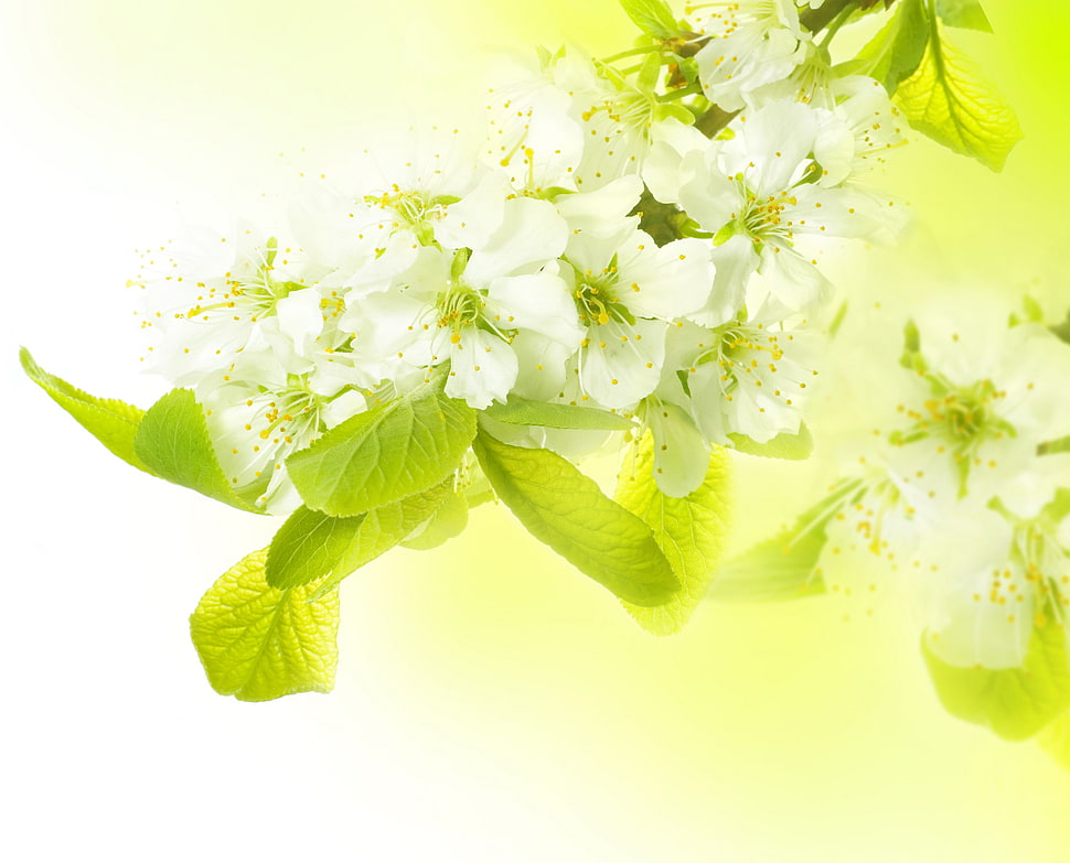 macro shot photography of white Cherry Blossom flower HD wallpaper