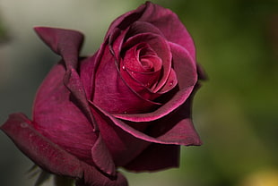 purple rose, Rose, Bud, Petals