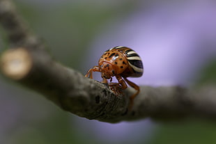close-up photography brown and white bug, false potato beetle, beetle