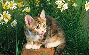 brown, white, and black tabby kitten above pot beside daisy flowers