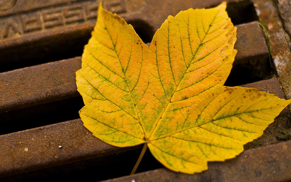 yellow leaf, macro, leaves, metal, fall HD wallpaper