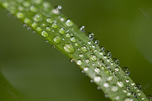 water on green leaf focus photography HD wallpaper