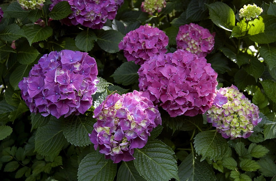 purple petaled flowers HD wallpaper