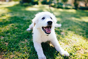 Golden Retriever puppy HD wallpaper