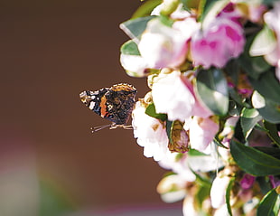 black and brown bee on white and purple petaled flower