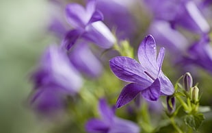 selective photography of purple petaled flowers