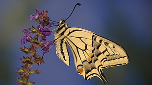 monarch butterfly in shallow photography