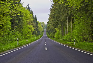 highway in the middle of trees HD wallpaper