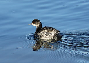 black and gray bird on body of water, eared grebe, podiceps