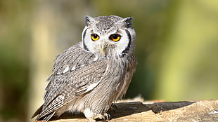 gray owl at daytime