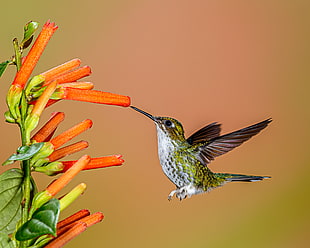 Hummingbird near orange Firecracker flower, booted racket-tail