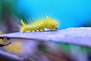 yellow catterpillar HD wallpaper