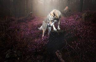 gray wolf, nature, dog, animals HD wallpaper