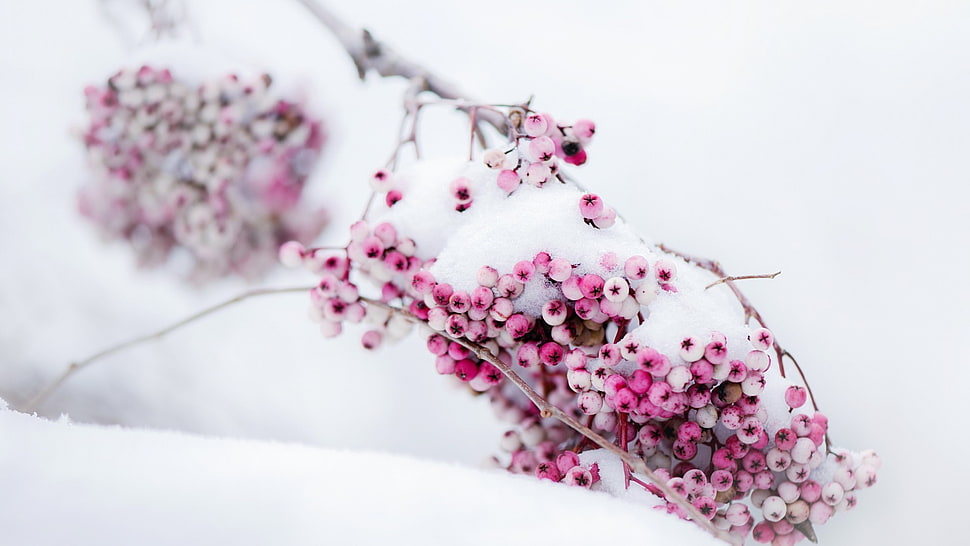 pink and white flowers, berries, snow, winter HD wallpaper