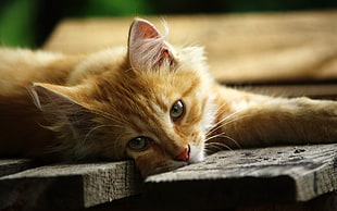 orange Tabby Kitten HD wallpaper