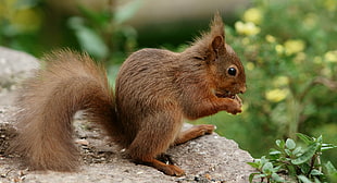 selective focus photography of squirrel on rock HD wallpaper