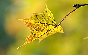selective focus photography of green leaf at daytime