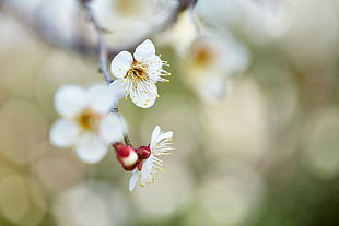 selective focus photography of white tree blossoms