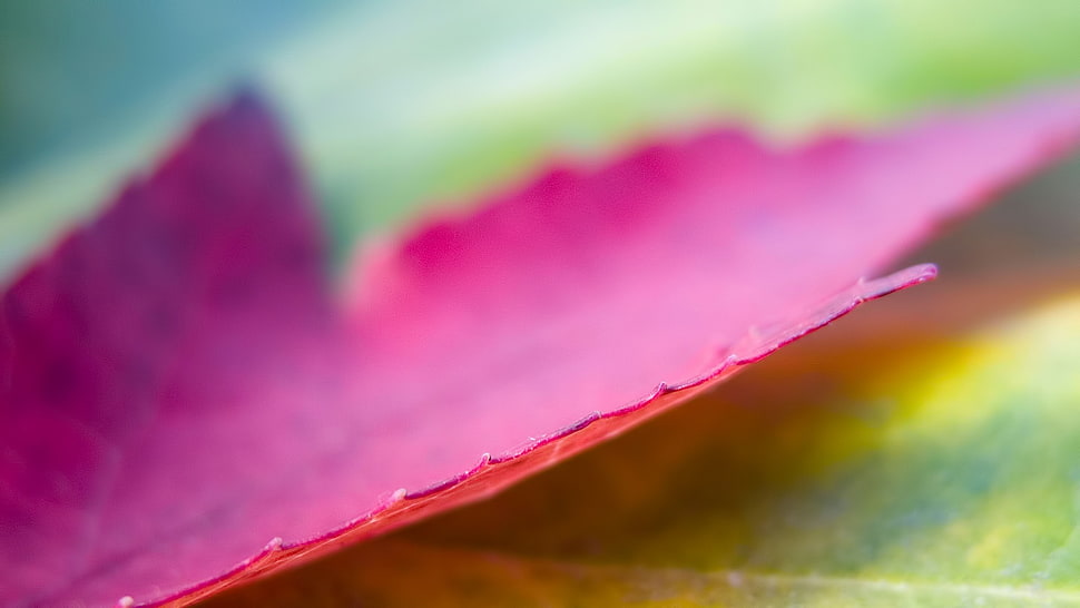 red leaf, leaves, maple leaves HD wallpaper