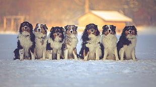 seven adult tricolor Australian shepherd, snow, winter, dog, animals