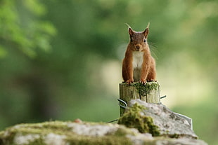 red squirrel on brown wooden post