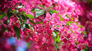 pink petaled flowers, nature, flowers, pink flowers HD wallpaper