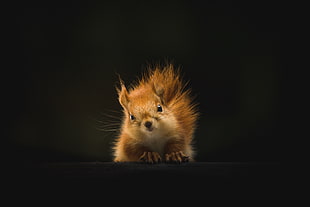 brown squirrel poster, Squirrel, Animal, Fluffy HD wallpaper