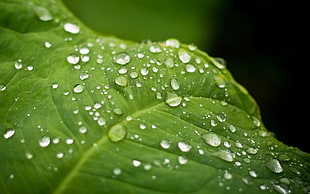 macro photography of water droplets on leaf
