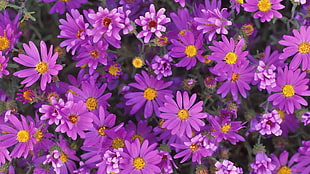 purple petal flower HD wallpaper