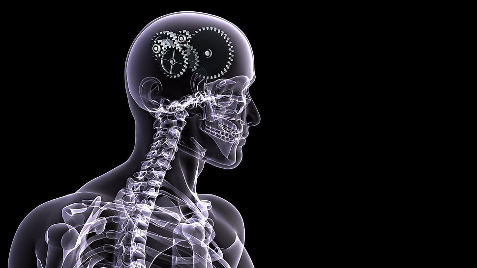 human skeleton wallpaper, x-rays HD wallpaper