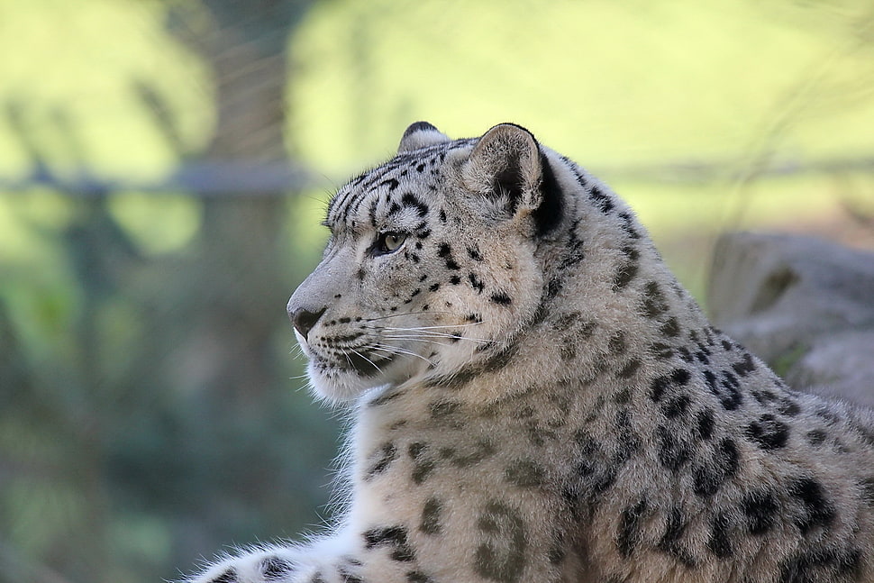 white and black leopard HD wallpaper