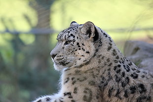 white and black leopard
