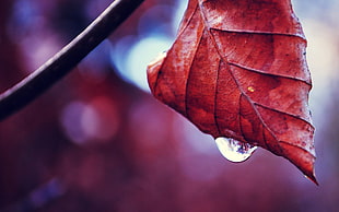 closeup photo of red green leaf