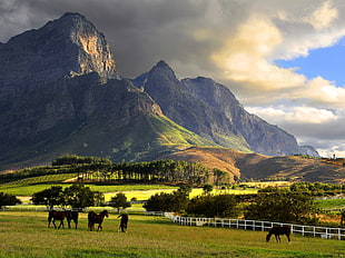 green mountain, Franschhoek, mountains, South Africa, farm HD wallpaper