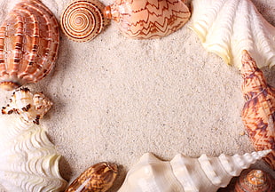 brown seashells on white sand HD wallpaper