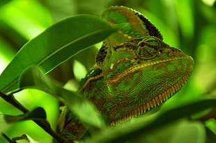 closeup photo of green chameleon