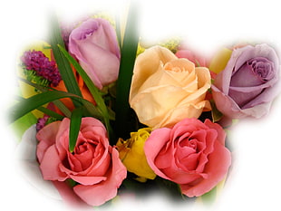 pink, yellow, and purple petaled Rose decor
