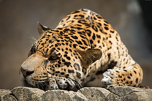 cheetah photography HD wallpaper