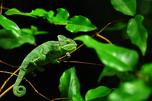 chameleon resting on green branch