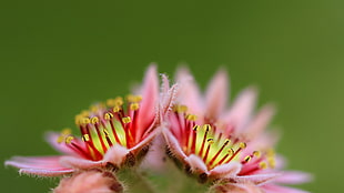 closed up photo of pink and yellow petaled flowers