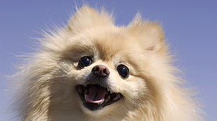 long-coated brown dog, dog, animals, blue background, Pomeranian