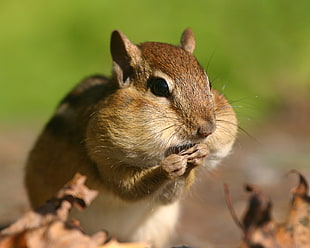 closeup photo of squirrel eating