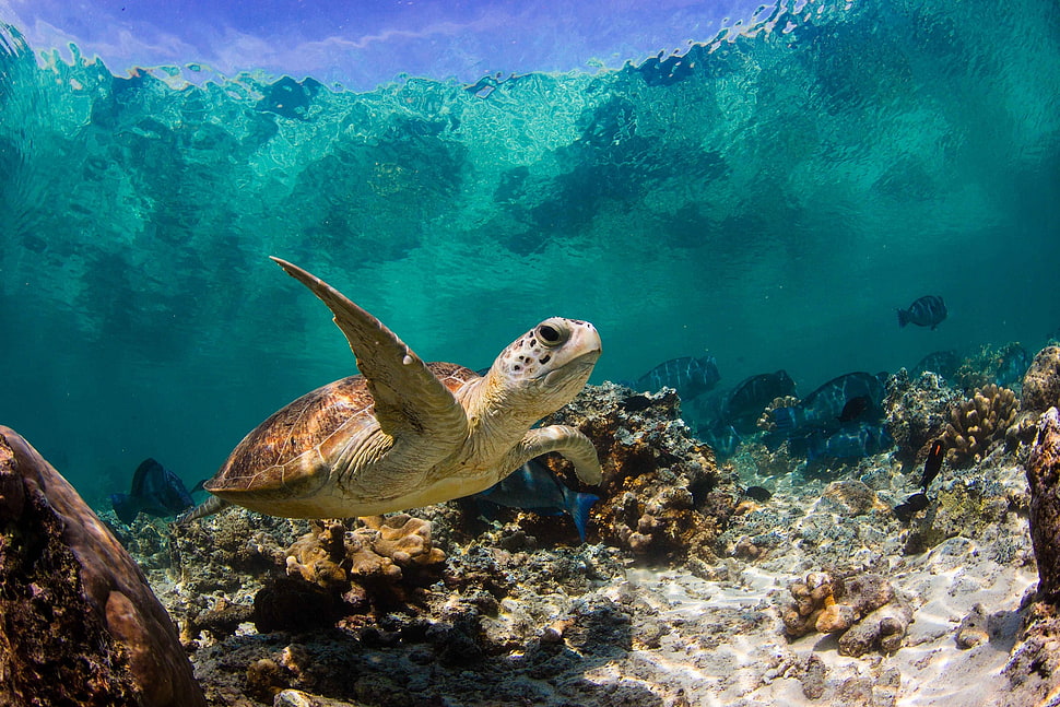 sea turtle underwater photography HD wallpaper