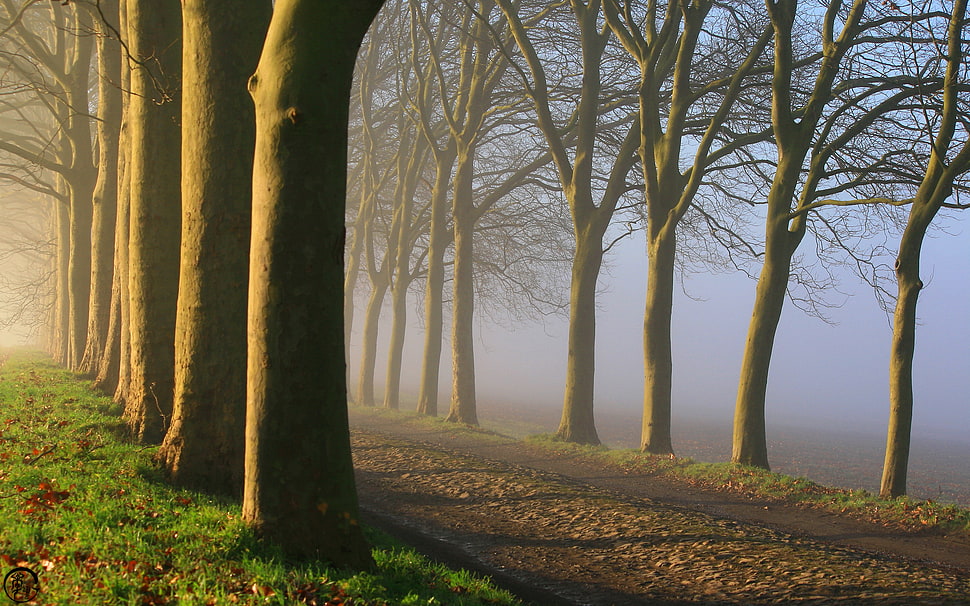 brown trees, trees HD wallpaper